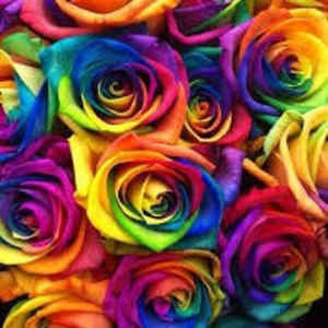 Meet your Posher, Congolaise